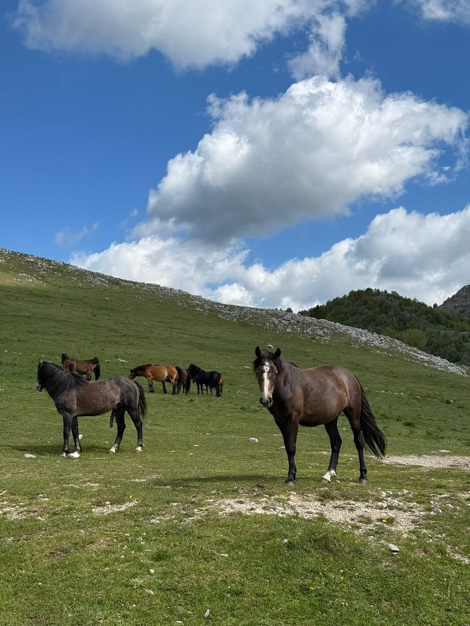 Quad Adventure: Babin Do to Lukomir photo 3